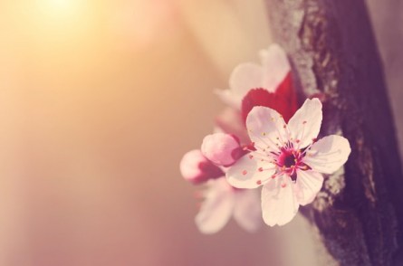 depositphotos_69706401-stock-photo-dreamy-photo-of-spring-flowers